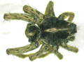 Pardosa palustris